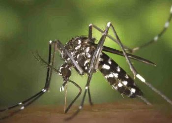 ලබන 30 වැනිදා සිට ඩෙංගු මර්දන සතියක් ක්‍රියාත්මක කිරිමට පියවර