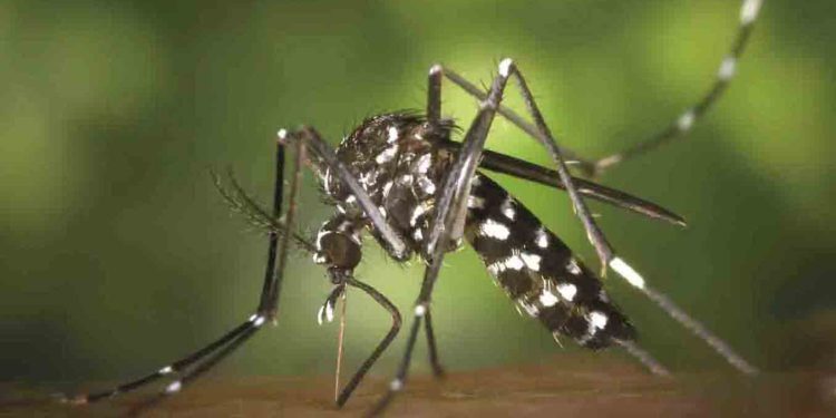 ලබන 30 වැනිදා සිට ඩෙංගු මර්දන සතියක් ක්රියාත්මක කිරිමට පියවර