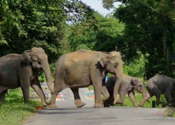 අලි මිනිස් ගැටුම පාලනය කිරීම සඳහා ග්‍රාමාරක්ෂක භටයින් බඳවා ගැනීමට පියවර