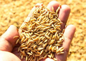 යල කන්නයේ වී මිලදී ගැනීම හෙට ආරම්භ කෙරේ‍