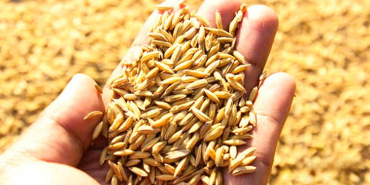 යල කන්නයේ වී මිලදී ගැනීම හෙට ආරම්භ කෙරේ